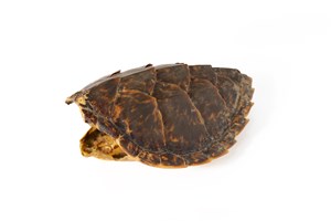 Image description is not available for 2011.49.1